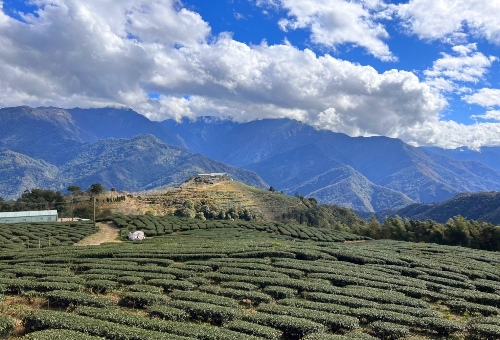 武界部落茶園景觀營區